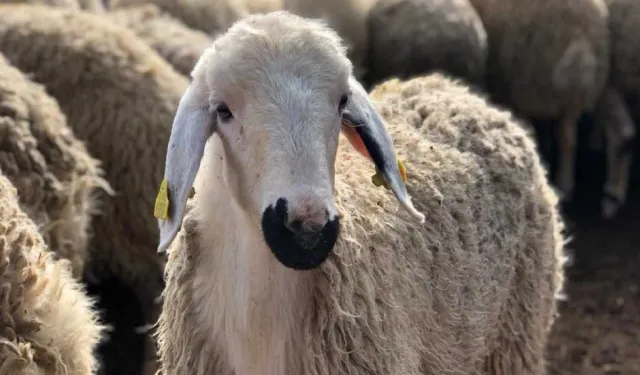 Yunanistan’da 17 ayda 1985 koyun çiçeği vakası tespit edildi