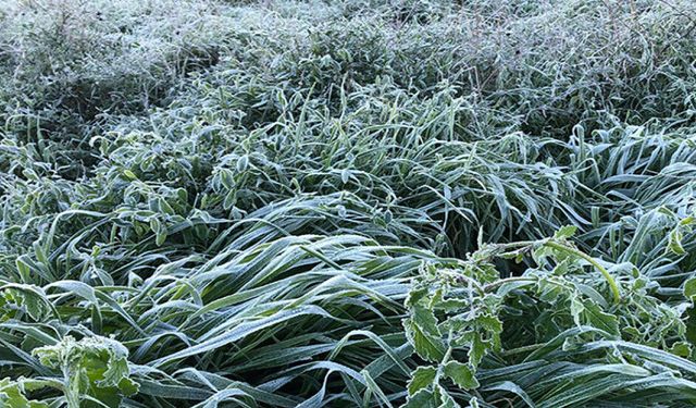 Sebze ve meyve don zararları ödendi