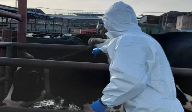 Veteriner Hekimler Birliği’nden şap hastalığı uyarısı