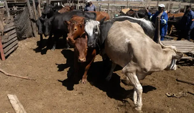 Güney Afrika'da şap salgını... "Ulusal afet hali" ilan edildi!