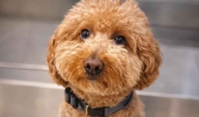 Uçağa binebilmek için, köpeğini havaalanında terk etti