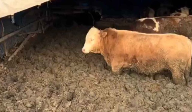 Hayvanları kilo alsınlar diye çamura sapladılar, cezayı yediler