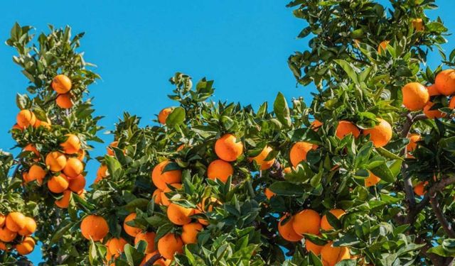 Tarımsal Araştırma Enstitüsü, Güzelyurt İstasyonu’nda narenciye ürün satışı yapılacağını duyurdu