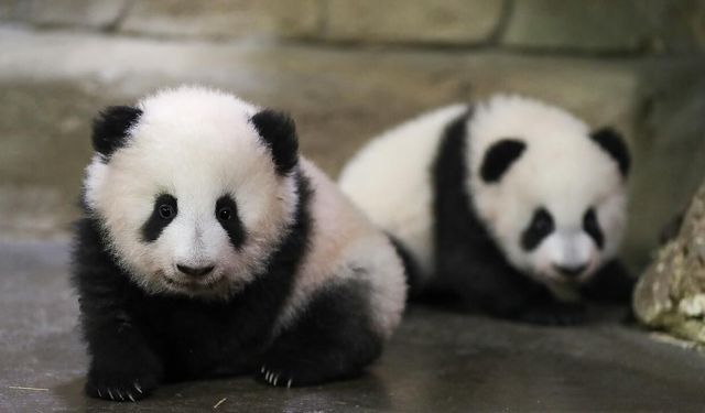 Panda diplomasisi geri döndü: Birkaç gün içinde ulaşacaklar