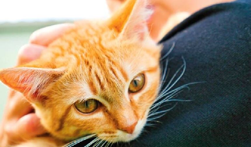 Altın Patiler Derneği: Karaoğlanoğlu’nda birçok kedi zehirlendi!