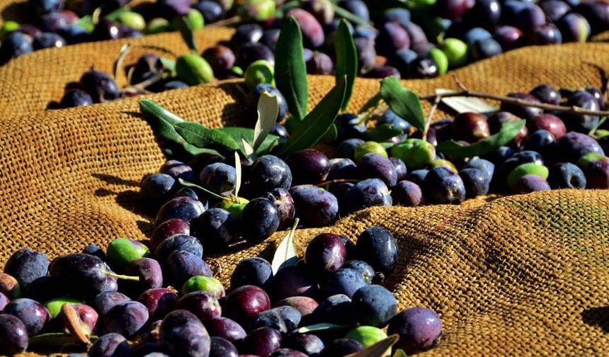 İskele bölgesinde erkenci zeytin hasadı 30 Ağustos’ta başlayacak