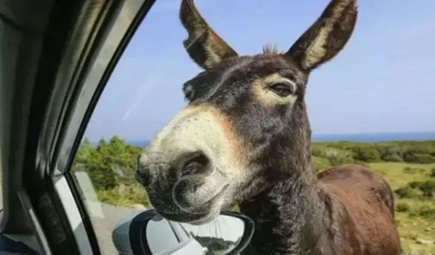 Çebi'den çağrı: Karpaz’daki yabani eşek projesini sahiplenin!