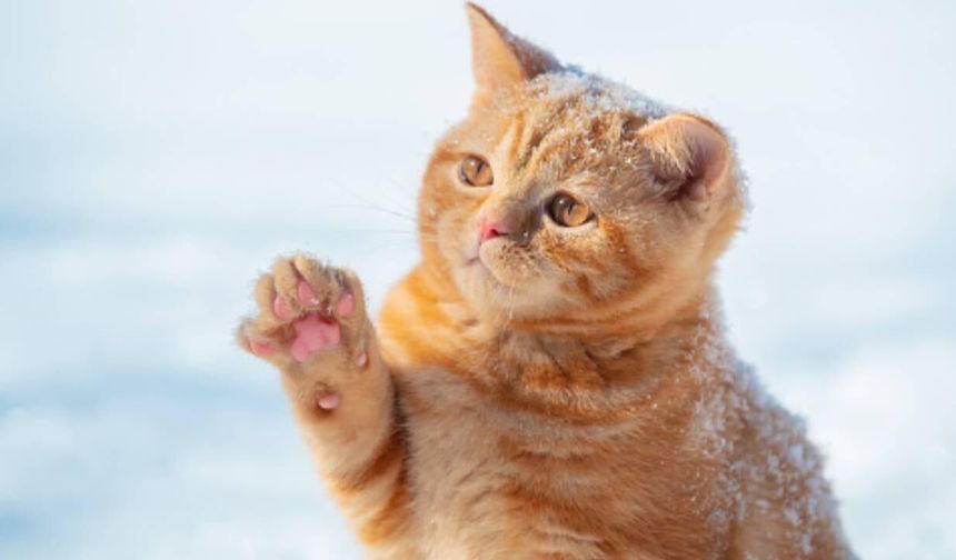 Yer Kozanköy: Hava tüfeğiyle kedi vurdu...