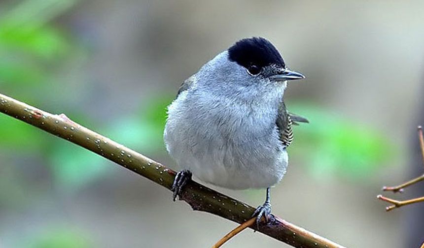 İskele’de Araçtan 360 Pulya ve 72 Cikla Çıktı