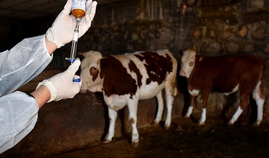 Güney Kıbrıs’ta İlk Şap Vakası Tespit Edildi, Çiftlik Mühürlendi