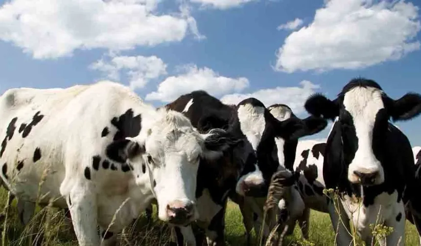 Larnaka'ya bağlı Livadya’da şap alarmı!