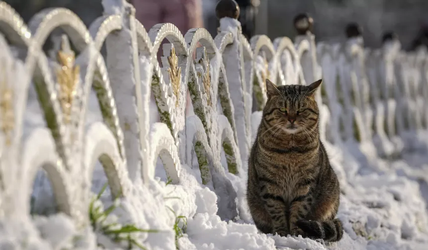 Araştırma: Evcil hayvan ölümü sonrası yas, bir aile üyesinin kaybı kadar güçlü olabiliyor
