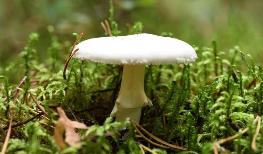 Dünyanın en zehirli mantarı daha ölümcül olmaya başladı