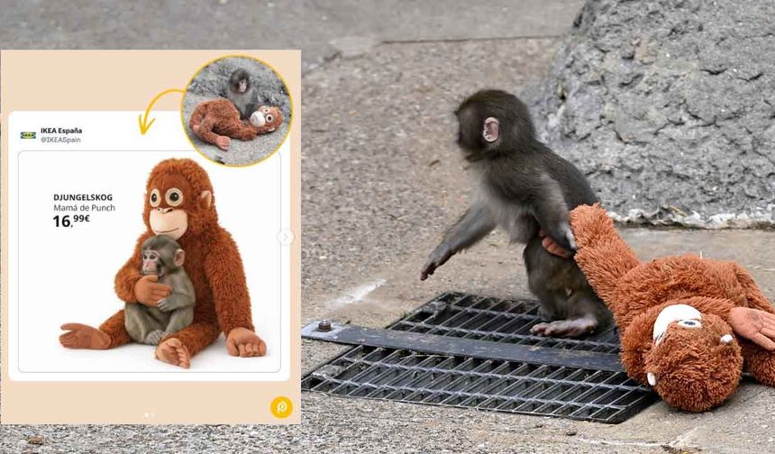 Yavru maymun bir fotoğrafla ünlü oldu, oyuncakları yok satıyor