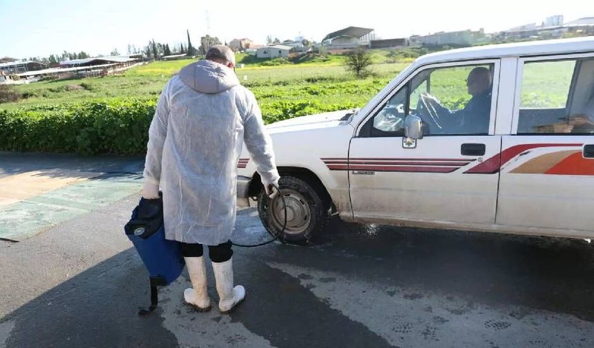 Larnaka’da 11 çiftlikte şap hastalığı tespit edildi