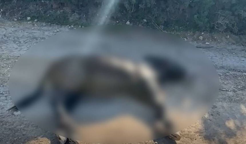 Taşkent Doğa Parkı’ndan Karpaz eşekleri için acil çağrı