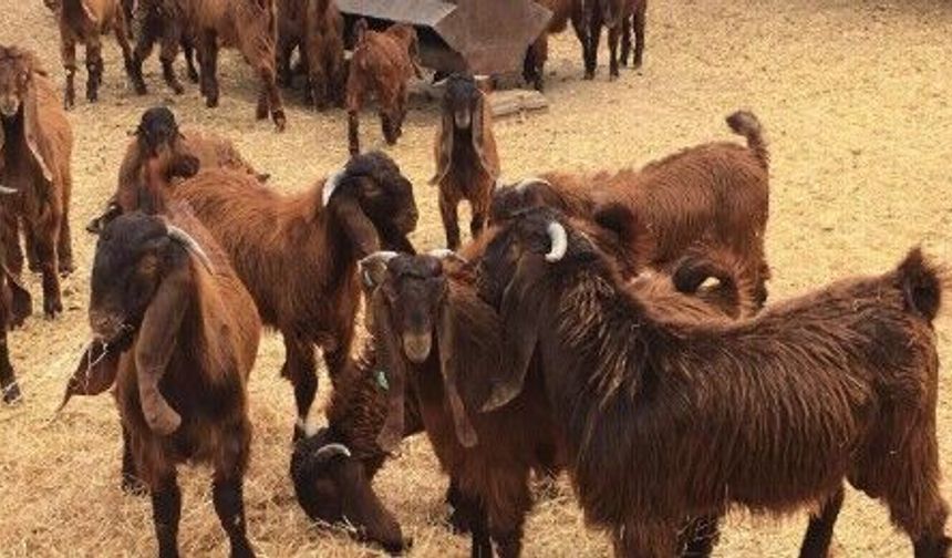 Devlet Üretme Çiftliği oğlak keçi ve teke satışı yapacak