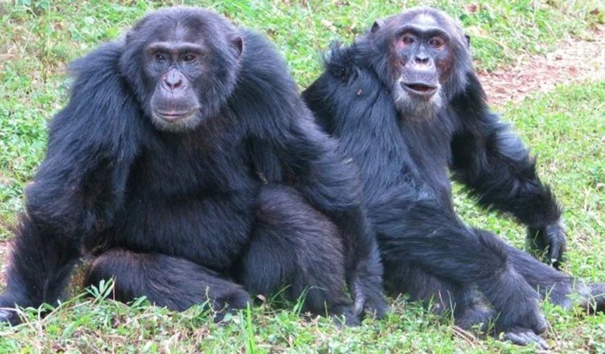 Uganda'da şempanzeler arasında 'iç savaş': 24 ölü