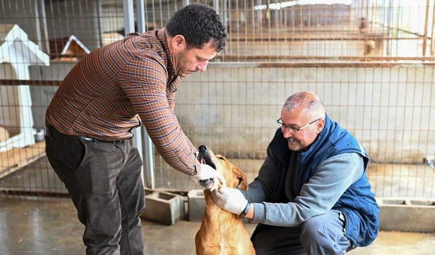 Gönyeli–Alayköy Belediyesi hayvan barınağında 104 canlıya ev sahipliği yapılıyor…