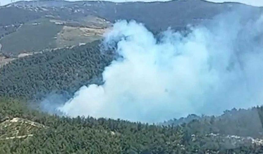 Manisa Soma'da orman yangını