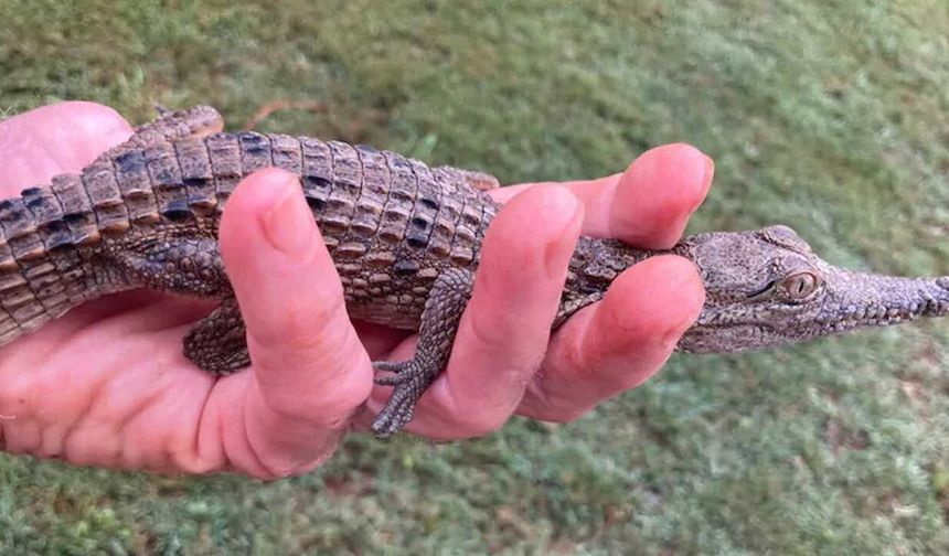 Evinde mermi ve yavru timsah bulundu, tutuklandı